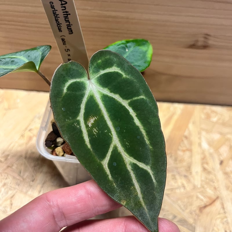 アンスリウム カーラブラッキー ナロー | GREEN LUCK