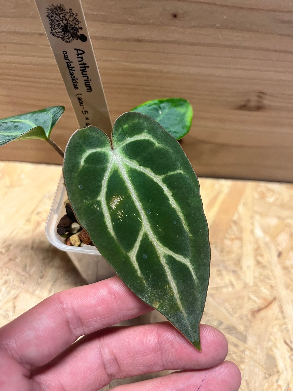 アンスリウム カーラブラッキー ナロー | GREEN LUCK