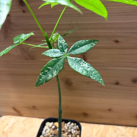 パキラ　グラブラ　斑入り