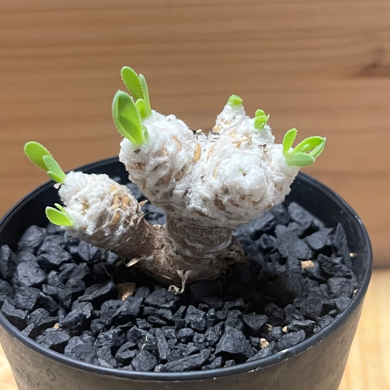 オトンナ レトロルサ | GREEN LUCK