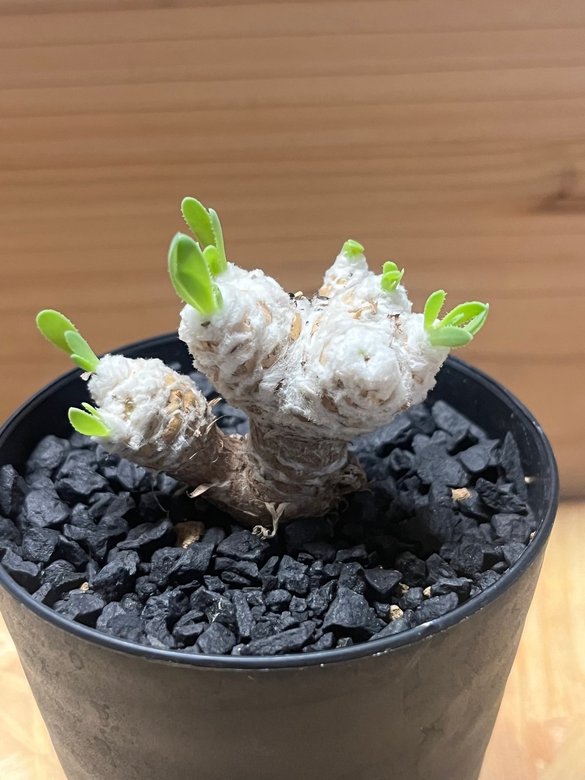 オトンナ レトロルサ | GREEN LUCK