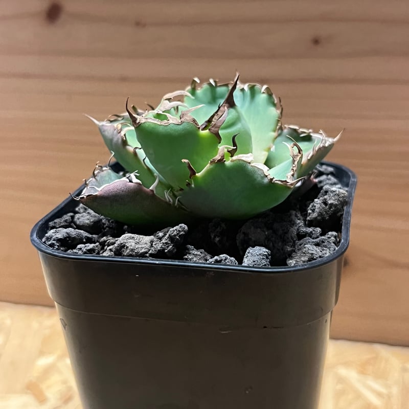 アガベ チタノタ '螃蟹' | GREEN LUCK