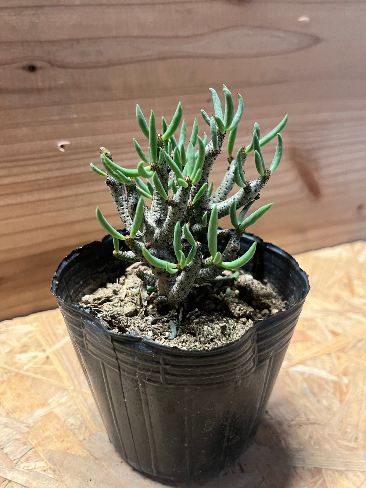 チレコドン ブッコルジアヌス | GREEN LUCK