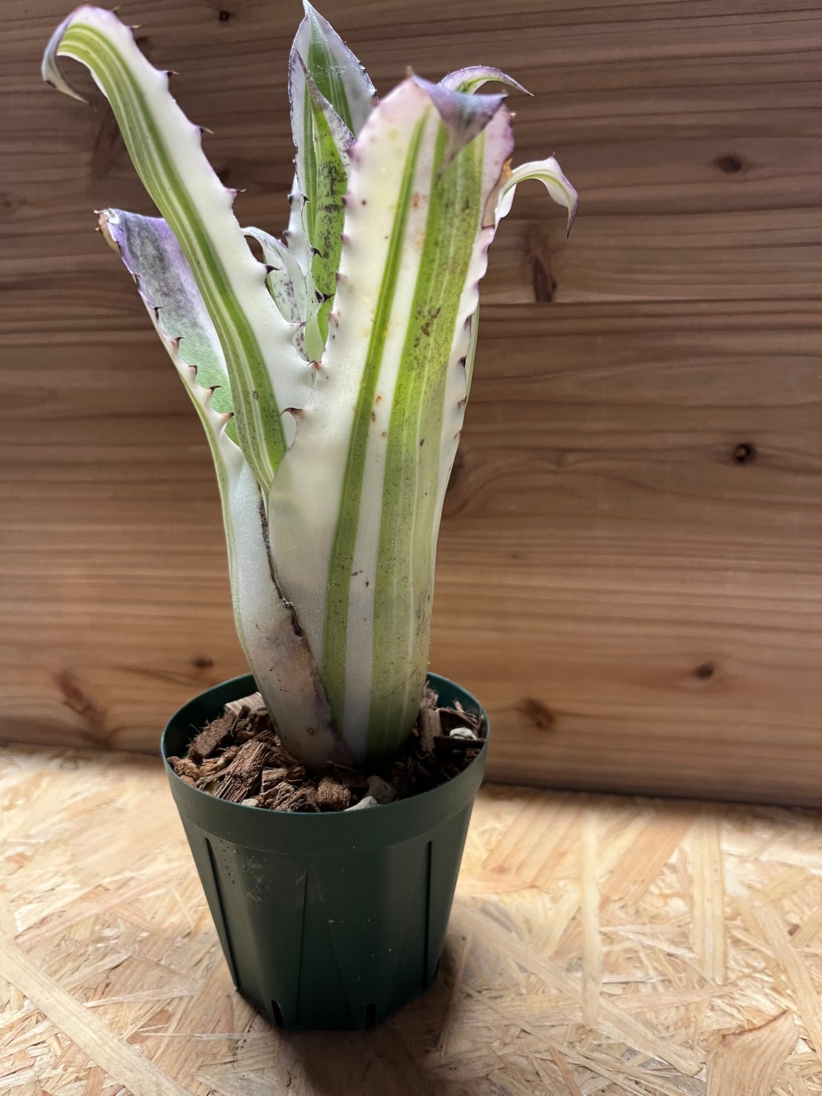 ホヘンベルギア カーラ | GREEN LUCK