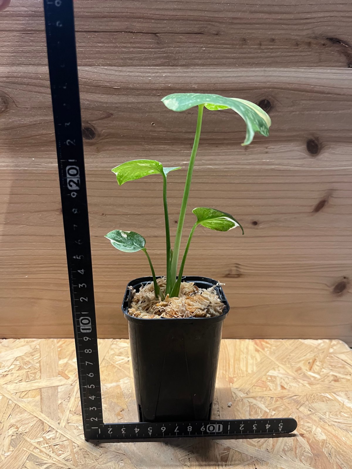 斑入りモンステラ デリシオーサ クリームブリュレ | GREEN LUCK