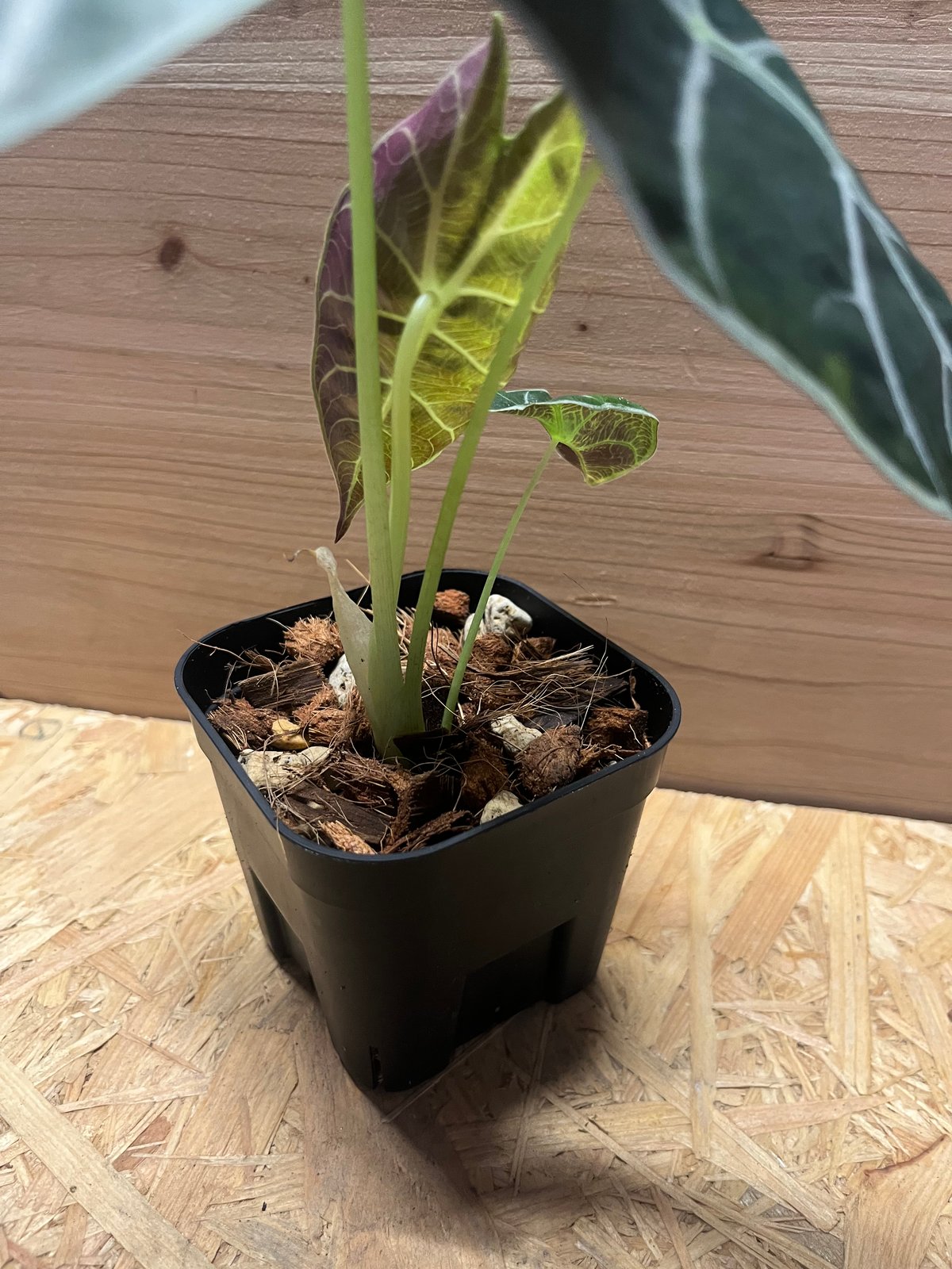 アロカシア ワトソニア Alocasia Watsonia