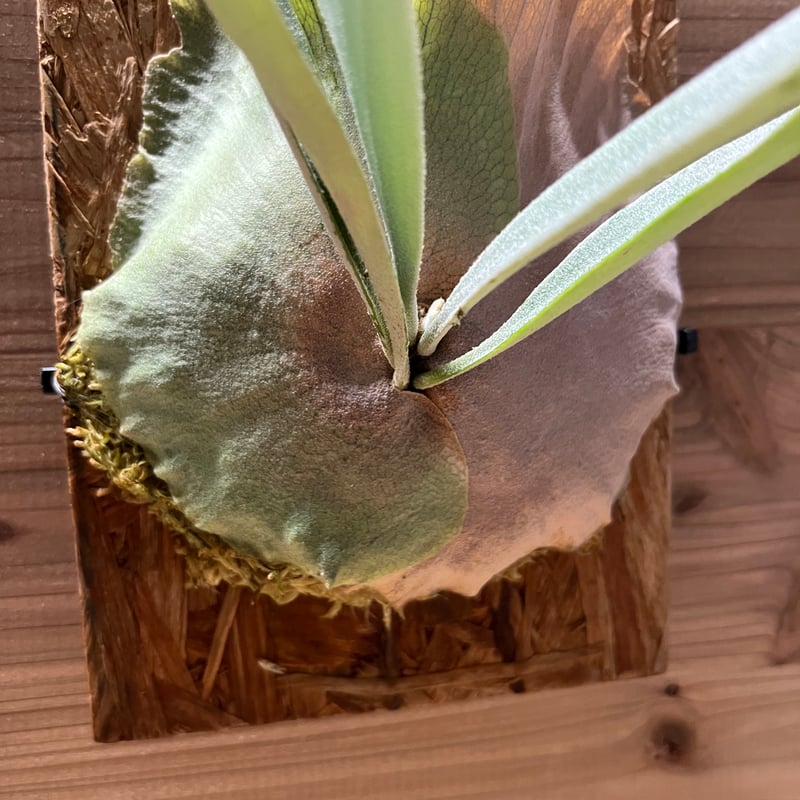 ビカクシダ　ホワイトホーク/ チランジア　ラブノット ビカクシダ ホワイトホーク/ チランジア ラブノット Yahoo