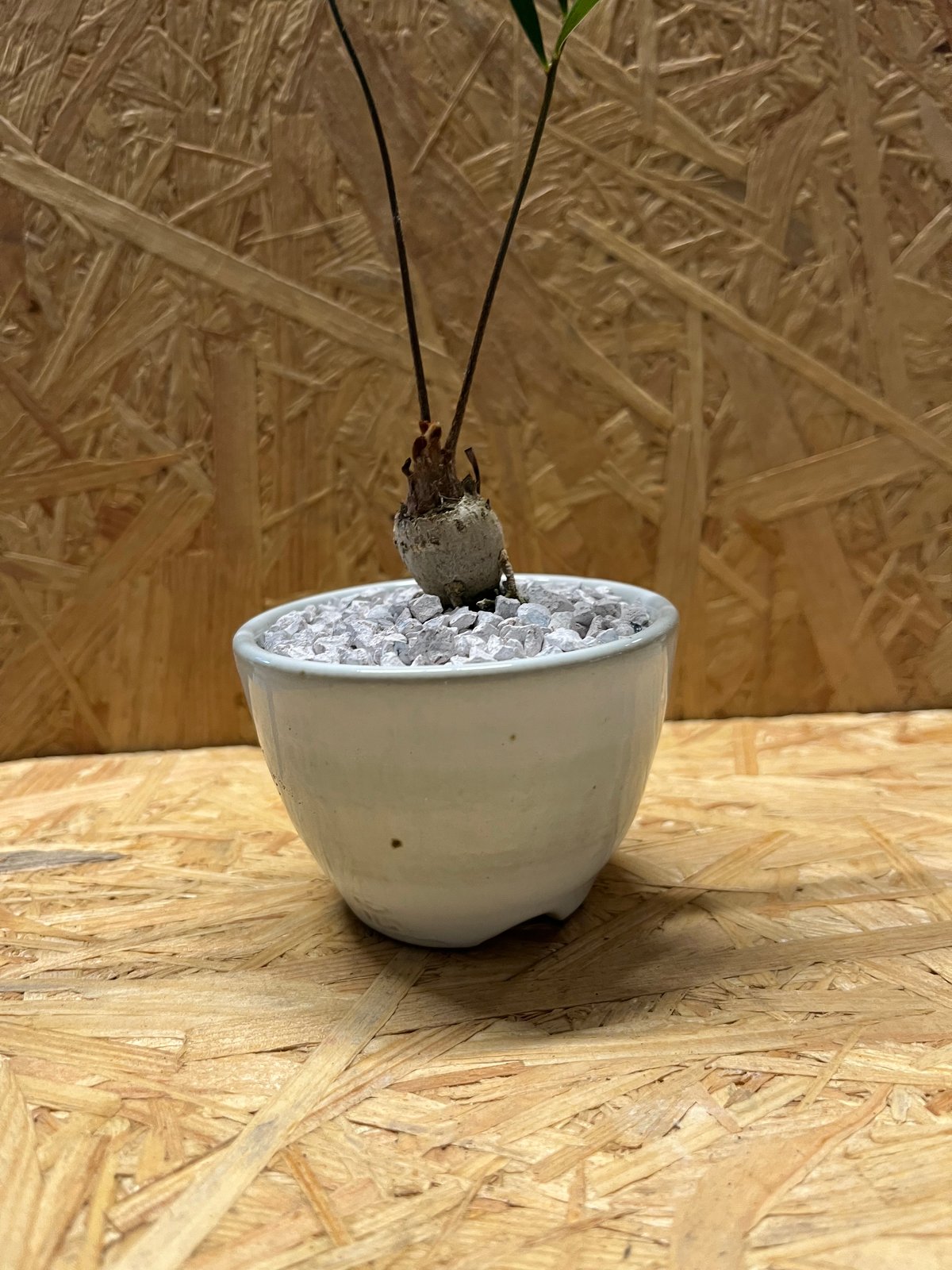 ザミア フロリダーナ×伝市鉢 | GREEN LUCK