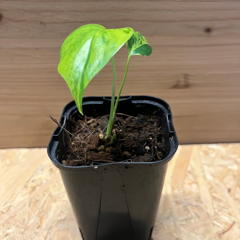 激レア　発根済み　モンステラデリシオーサ イエローマリリン 黄斑入り モンステラ デリシオーサ 'イエローマリリン' | GREEN LUCK