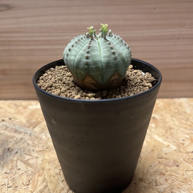 塊根植物 中型　ユーフォルビア・オベサ　　　オールドオベサ(雌雄)特に雌　美大球 ユーフォルビア オベサ 雌 | GREEN LUCK