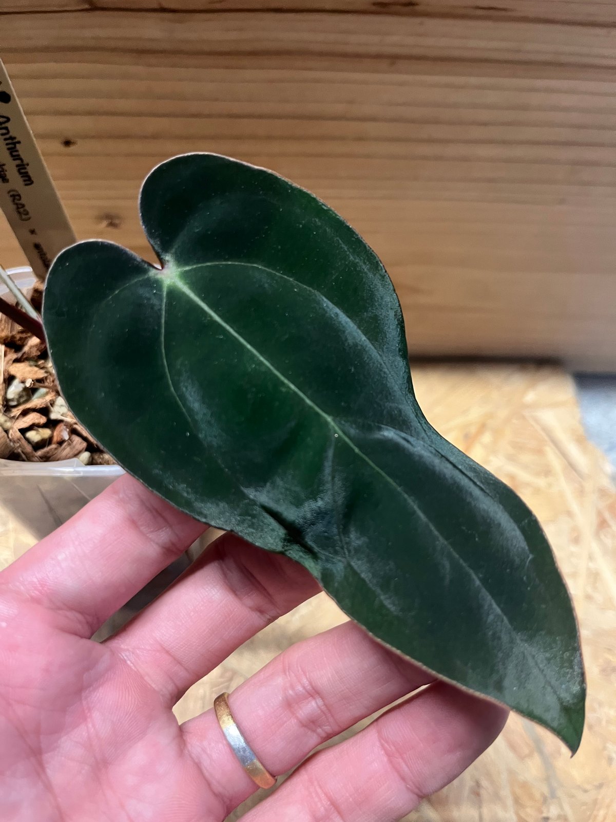 アンスリウム カーラブラッキー×アントラキー×エースオブスペード