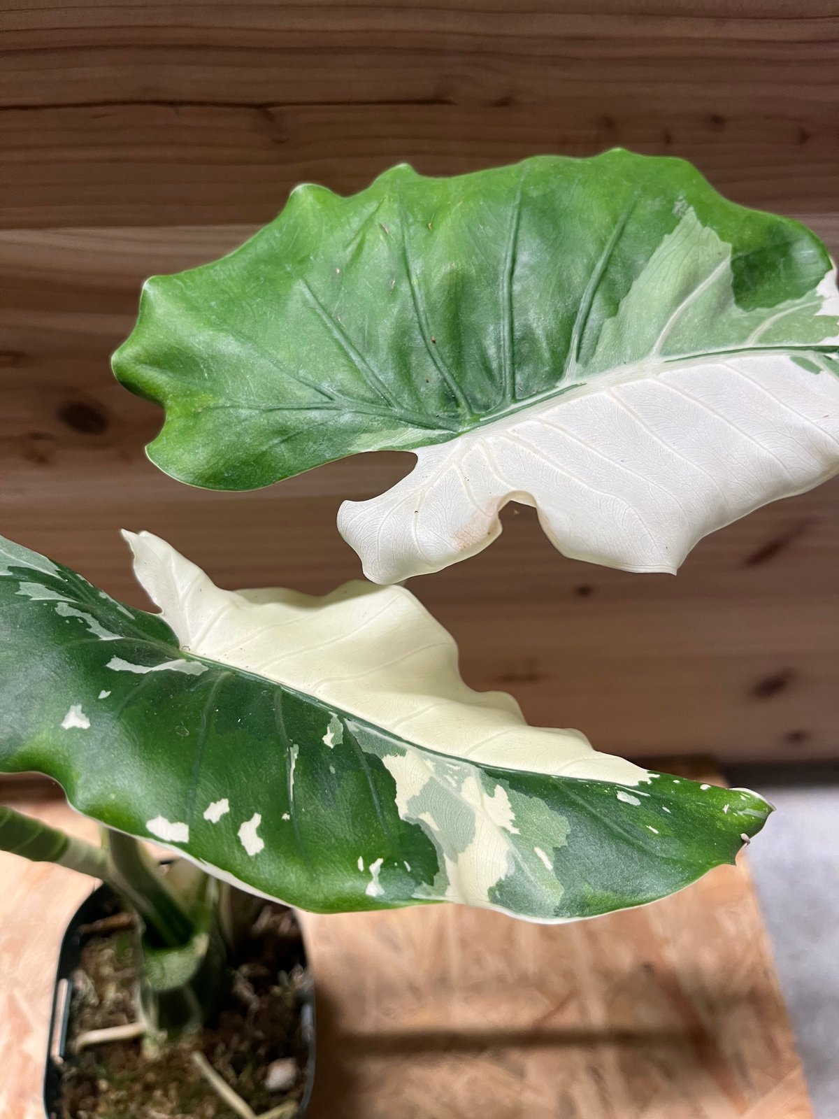 斑入りクワズイモ アロカシア オドラ オキナワシルバー | GREEN LUCK