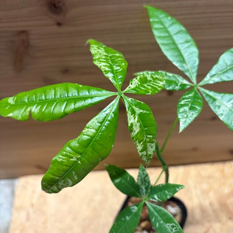パキラ　グラブラ　斑入り