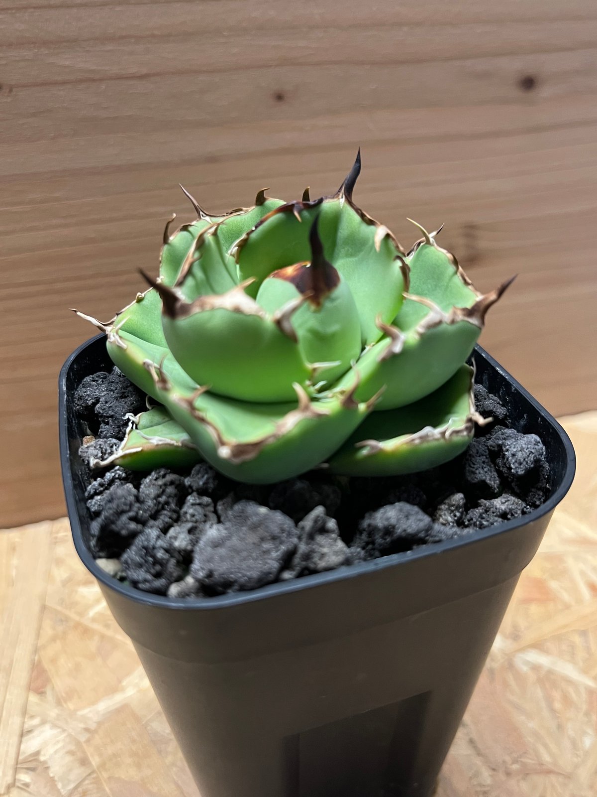 アガベ アングリーハート 良血統 子株 angry heart アガベ チタノタ アングリーハート | GREEN LUCK