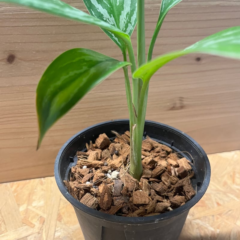 アグラオネマ ニティドゥム カーティシー | GREEN LUCK