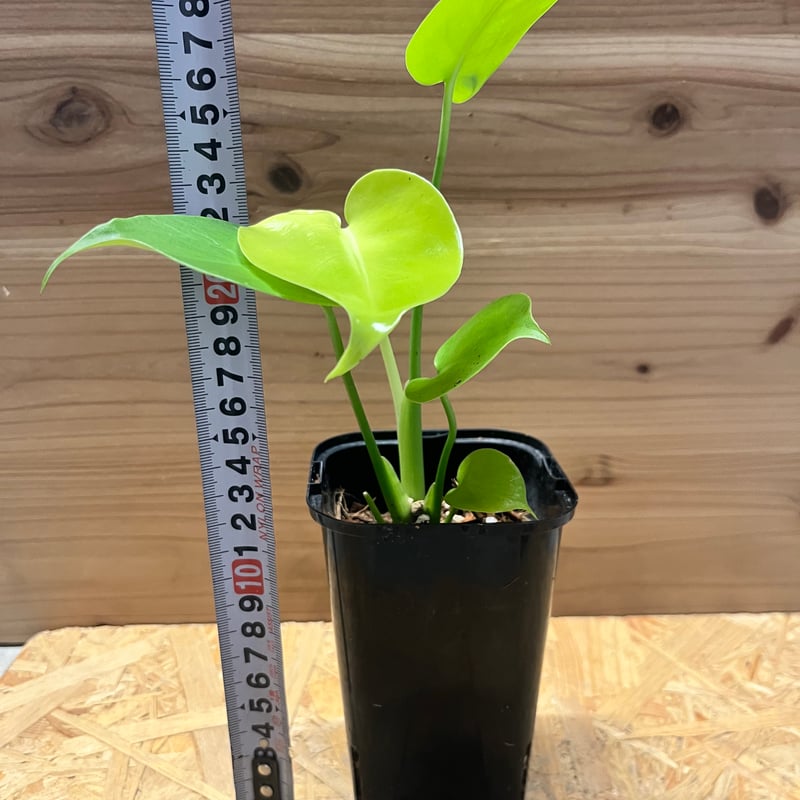 モンステラ デリシオーサ ゴールドリーフ | GREEN LUCK