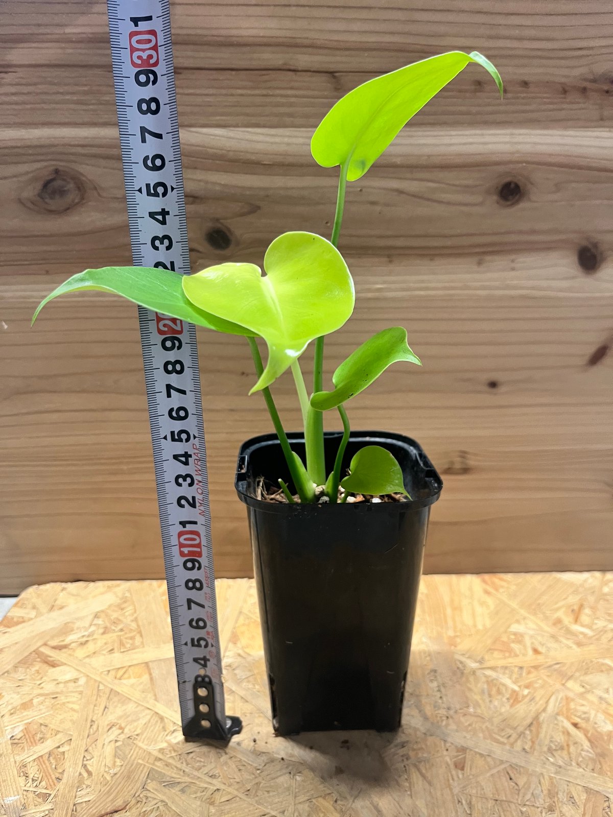 モンステラ デリシオーサ ゴールドリーフ | GREEN LUCK