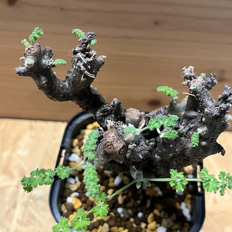 ペラルゴニウム アルテルナンス | GREEN LUCK