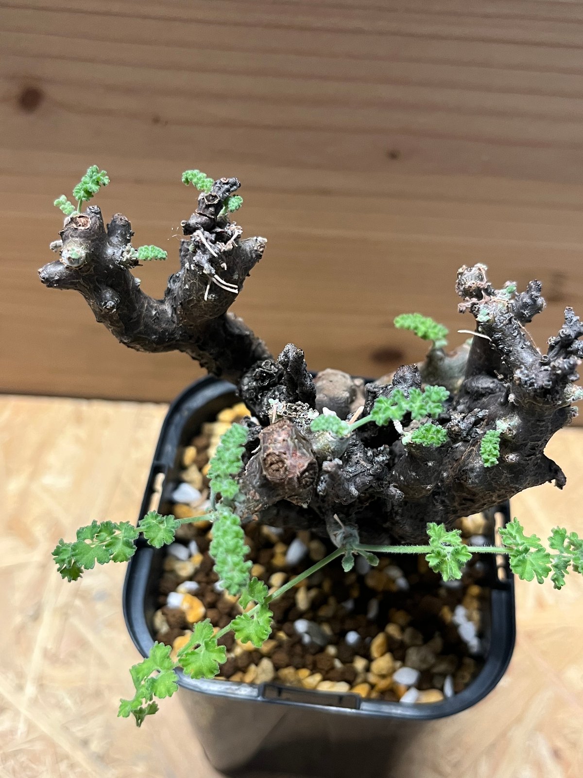 ペラルゴニウム アルテルナンス | GREEN LUCK