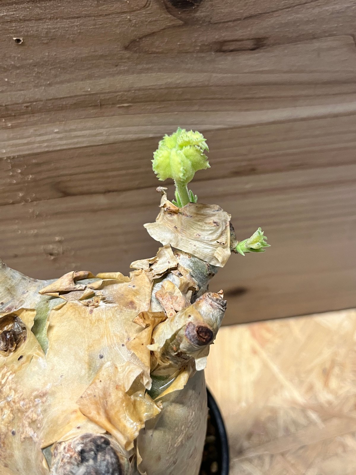 キフォステンマ マクロプス | GREEN LUCK