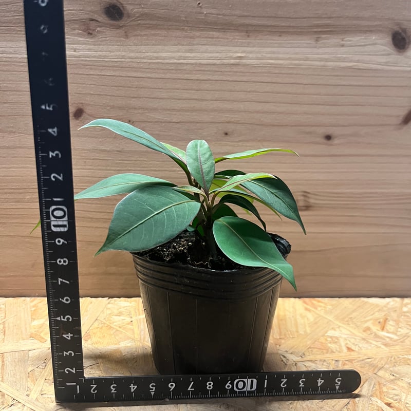 ニーア ビレンス 'ブルーエクアドル' | GREEN LUCK