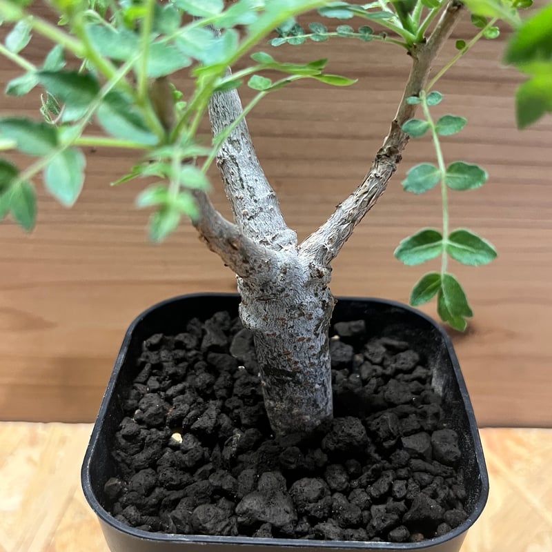 ボスウェリア ネグレクタ | GREEN LUCK