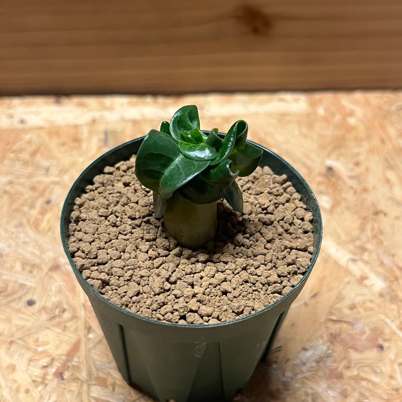 アデニウム アラビカム 獅子葉 | GREEN LUCK