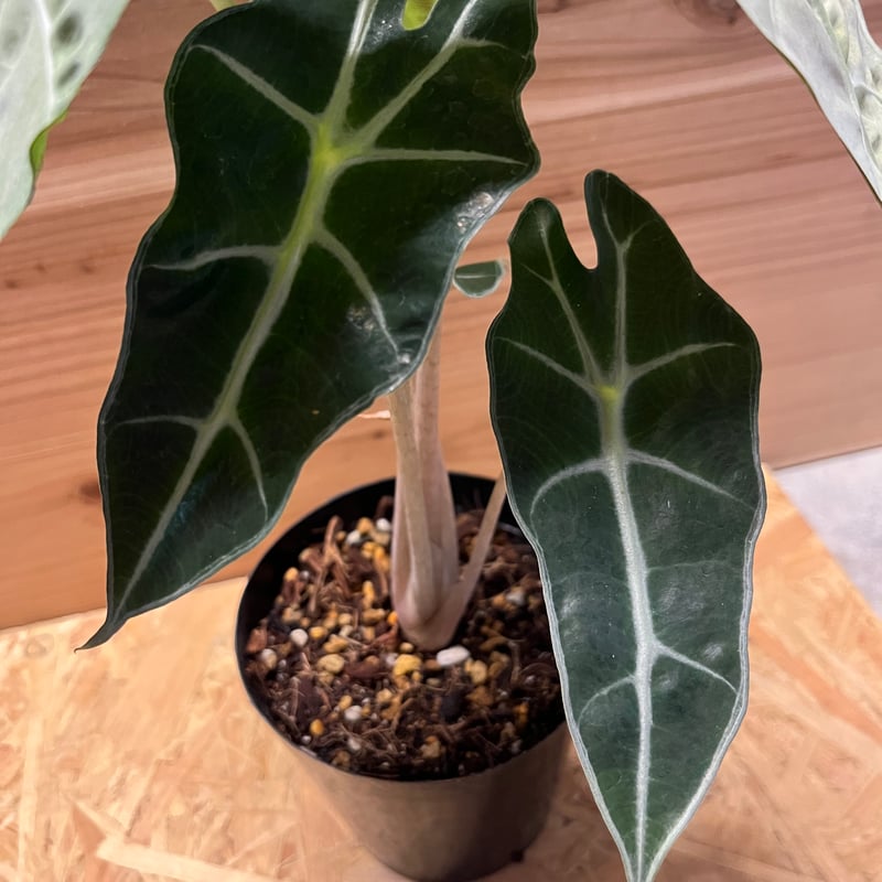 アロカシア アマゾニカ ポリー ミントバリエガータ | GREEN LUCK