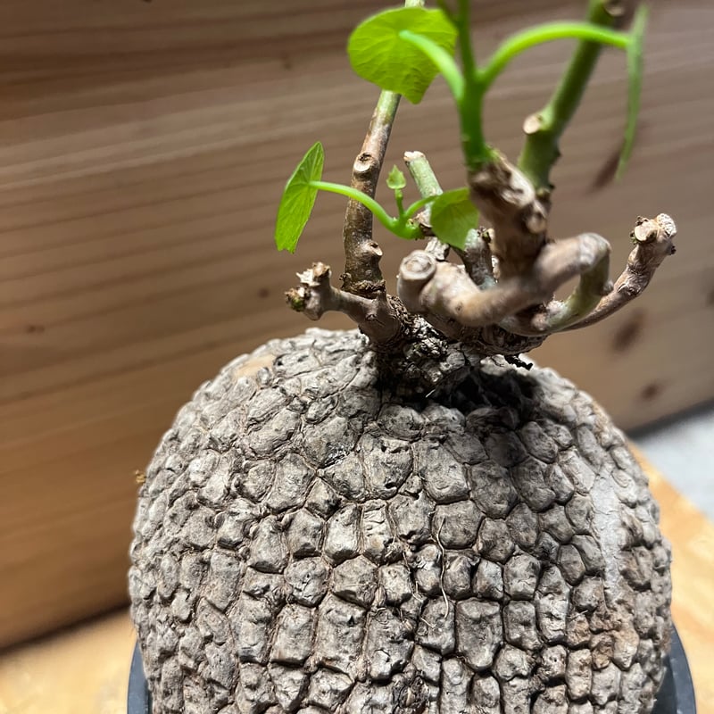 希少スラファニア・スベローサ 独特の幹立ちと個性的な葉姿 fit=scale-down,w=1200