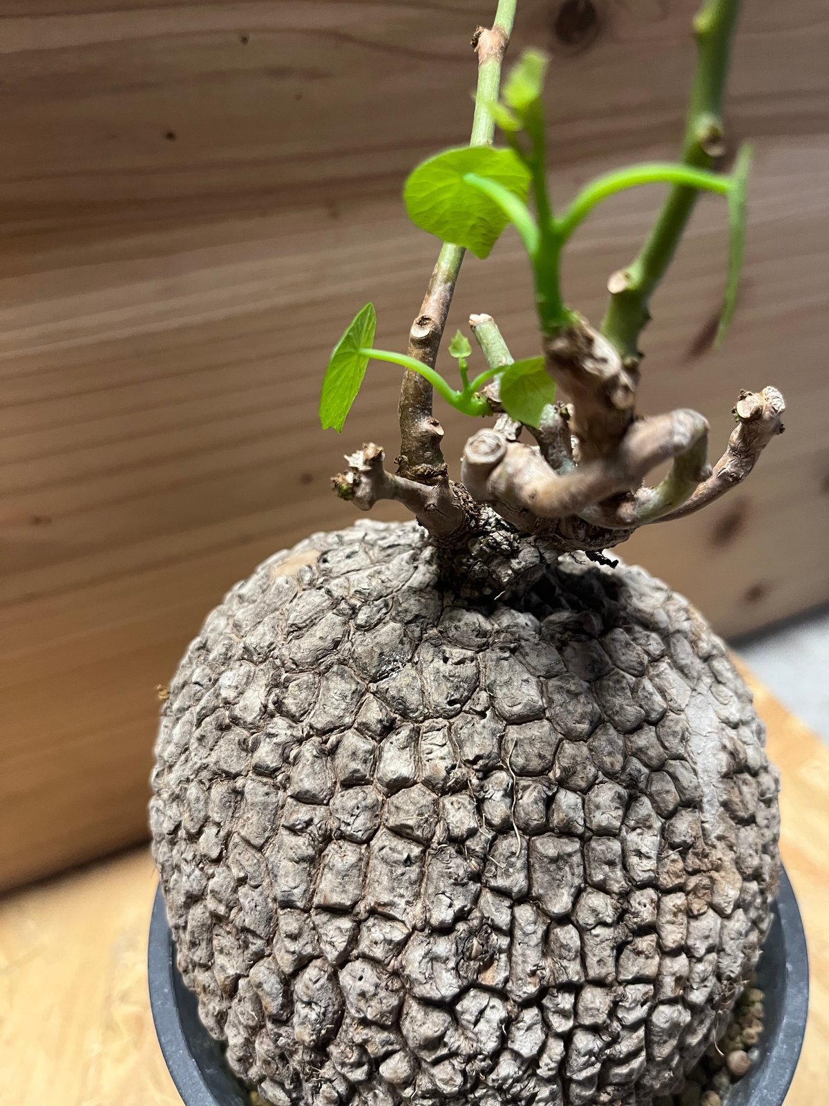 ステファニア スベローサ　塊根植物 Stephania suberosa ステファニア スベローサ Stephania suberosa 植木鉢亀甲竜 多肉