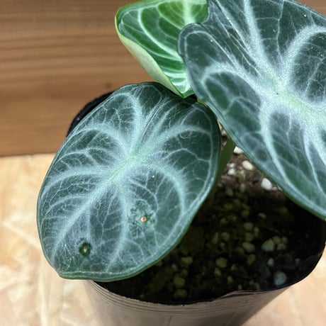 アロカシア　ニンジャ