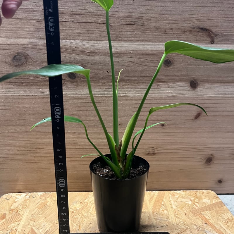 モンステラ バールマルス フレーム③ モンステラ バールマルクスフレーム 「Monstera burle marx's