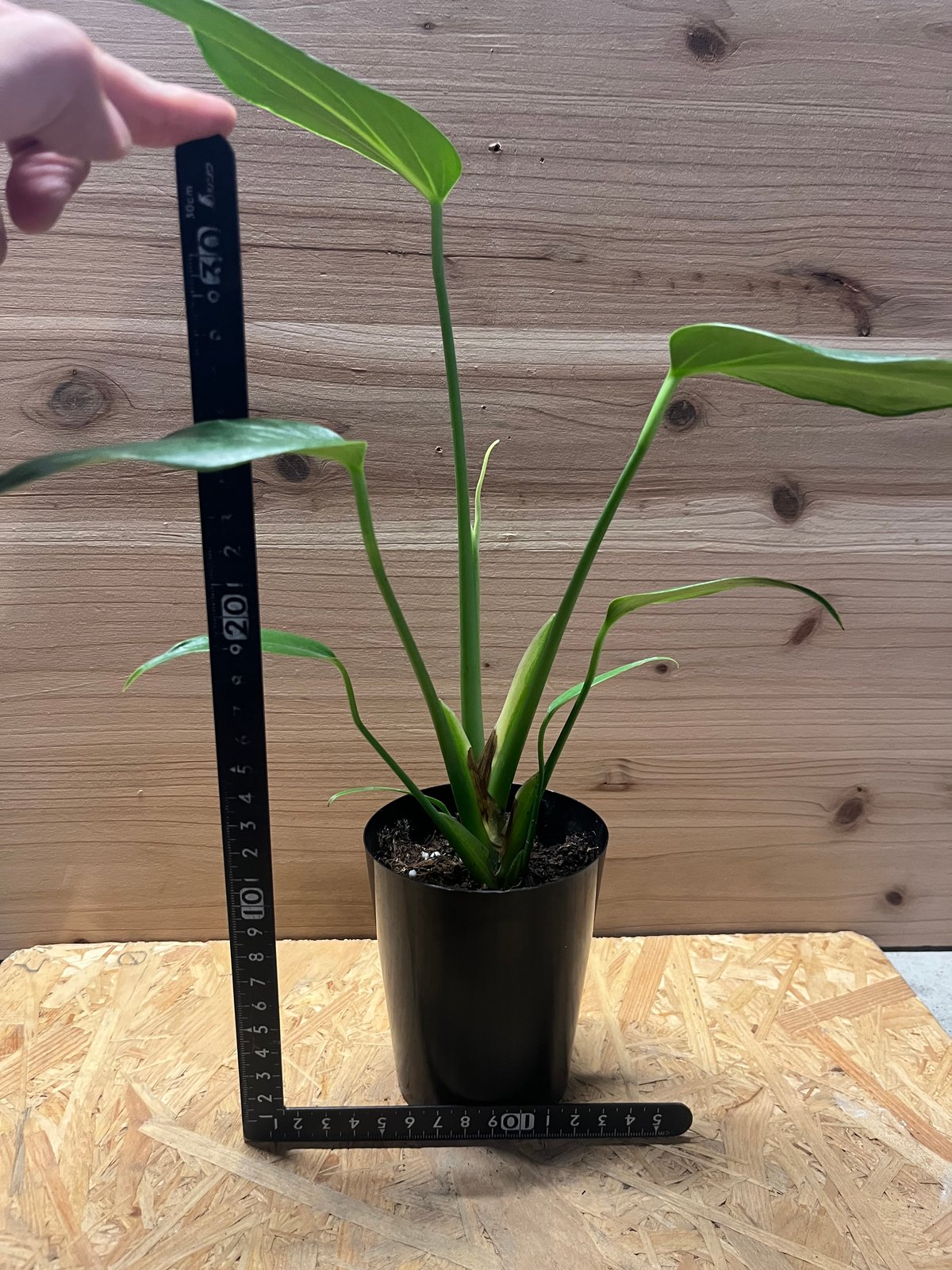 モンステラ バールマルス フレーム③ モンステラ バールマルクス フレーム 3号ポット｜芳樹園