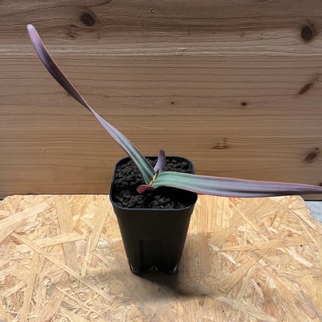 ウェルウィッチアミラビリス | STORES