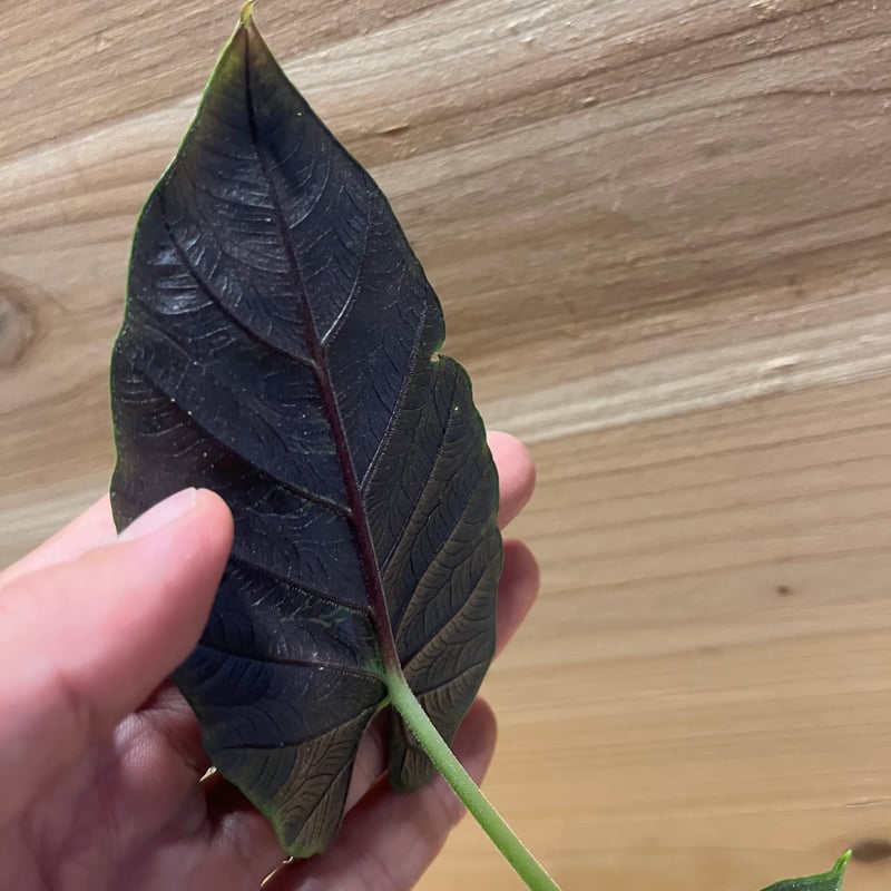 アロカシア アントロベルベット | GREEN LUCK