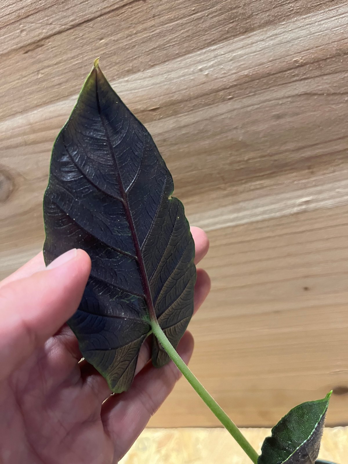 アロカシア アントロベルベット | GREEN LUCK