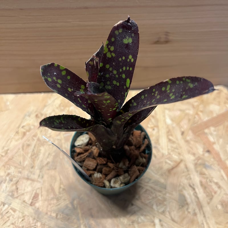 ネオレゲリア　ドミノ リサのタグ付き ネオレゲリア ドミノ | GREEN LUCK