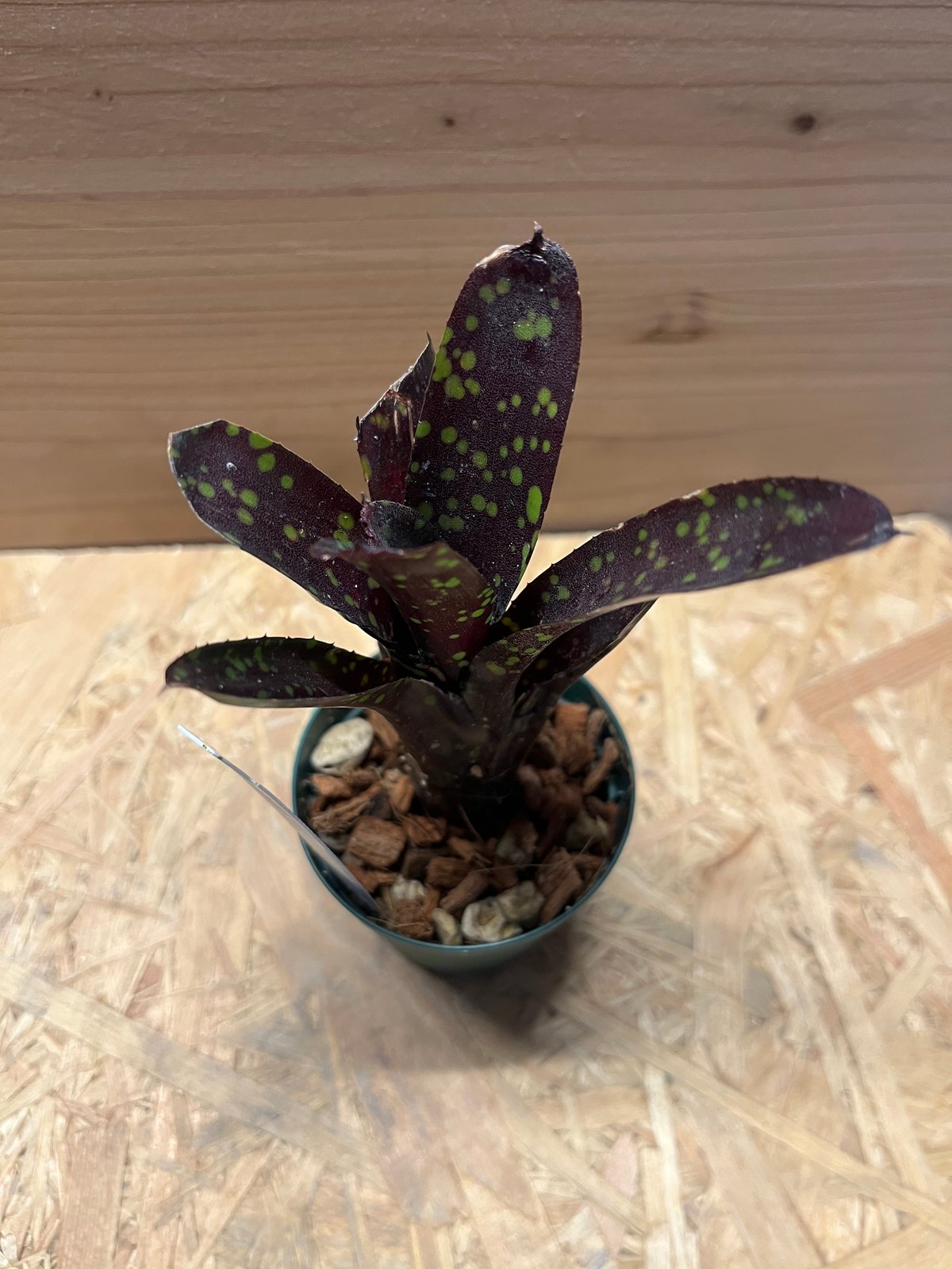 ネオレゲリア ドミノ | GREEN LUCK