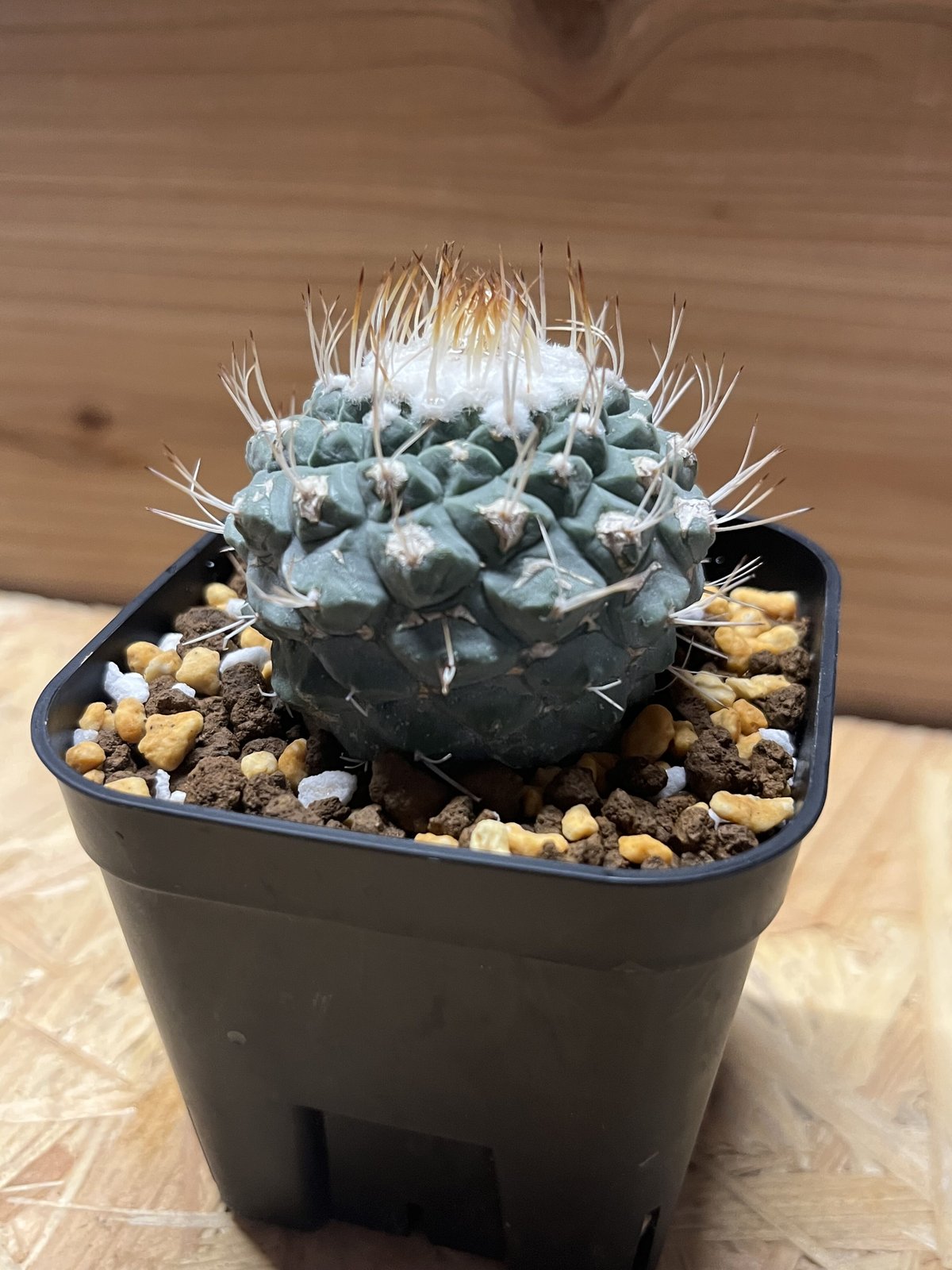 ストロンボカクタス 菊水 モンスト 群生 Strombocactus disciformis