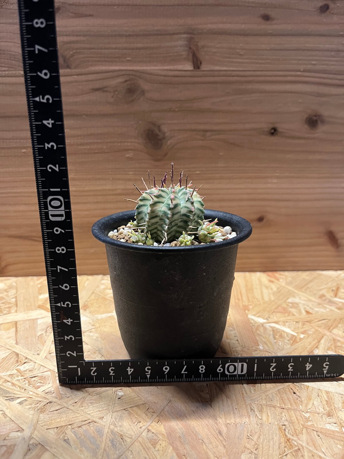 ユーフォルビア メロフォルミス錦 | GREEN LUCK