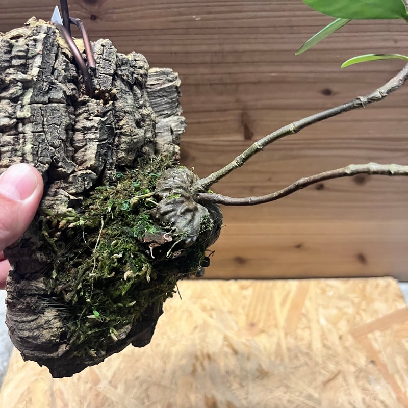 ヒドノフィツム フォルミカルム | GREEN LUCK