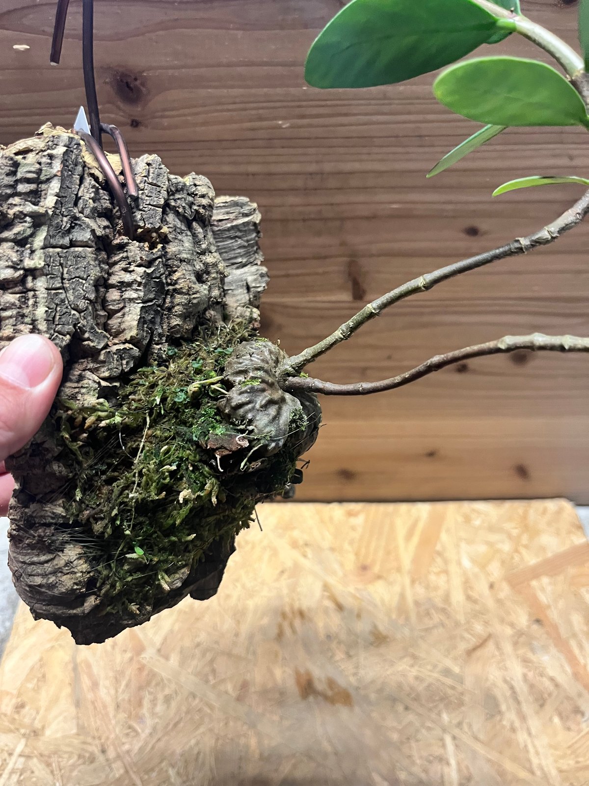 ヒドノフィツム フォルミカルム | GREEN LUCK