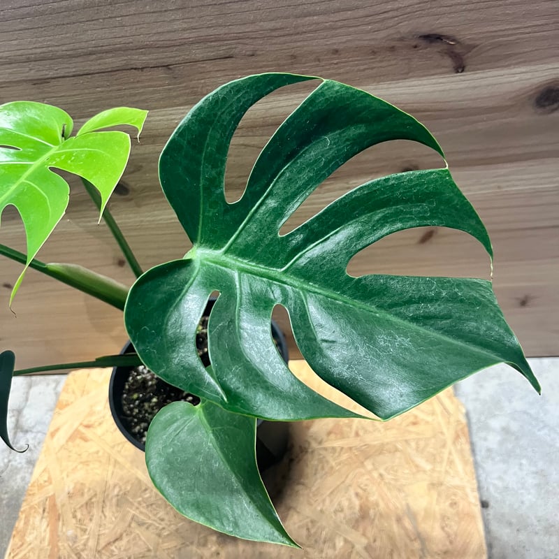 モンステラ デリシオーサ コンパクタ | GREEN LUCK