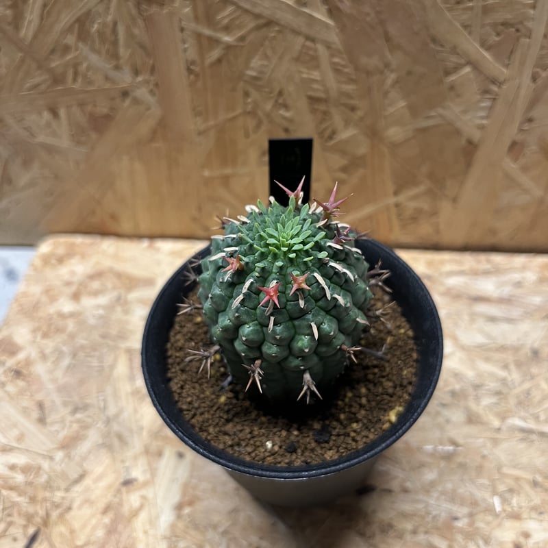 ユーフォルビア 群星冠 | GREEN LUCK