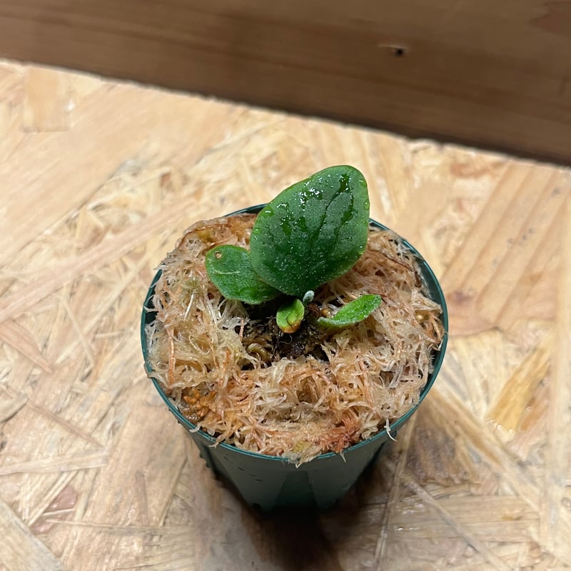 ビカクシダ フィッシュボーン | GREEN LUCK