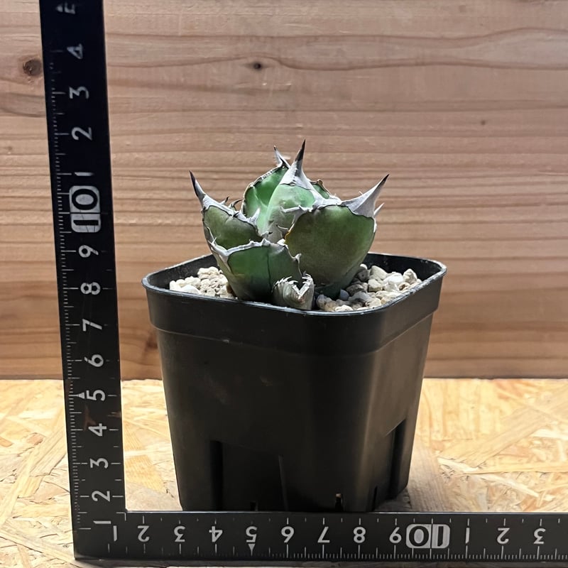 アガべ チタノタ '白犀牛' | GREEN LUCK