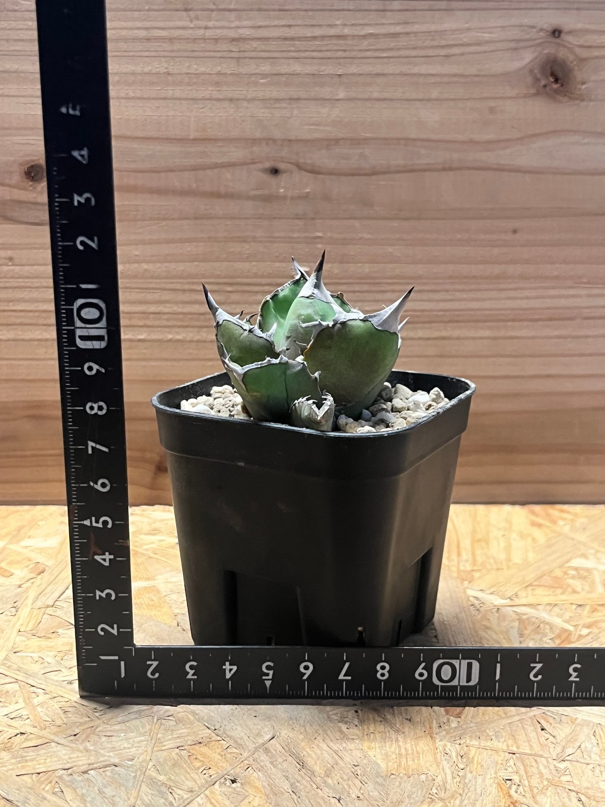 アガべ チタノタ '白犀牛' | GREEN LUCK