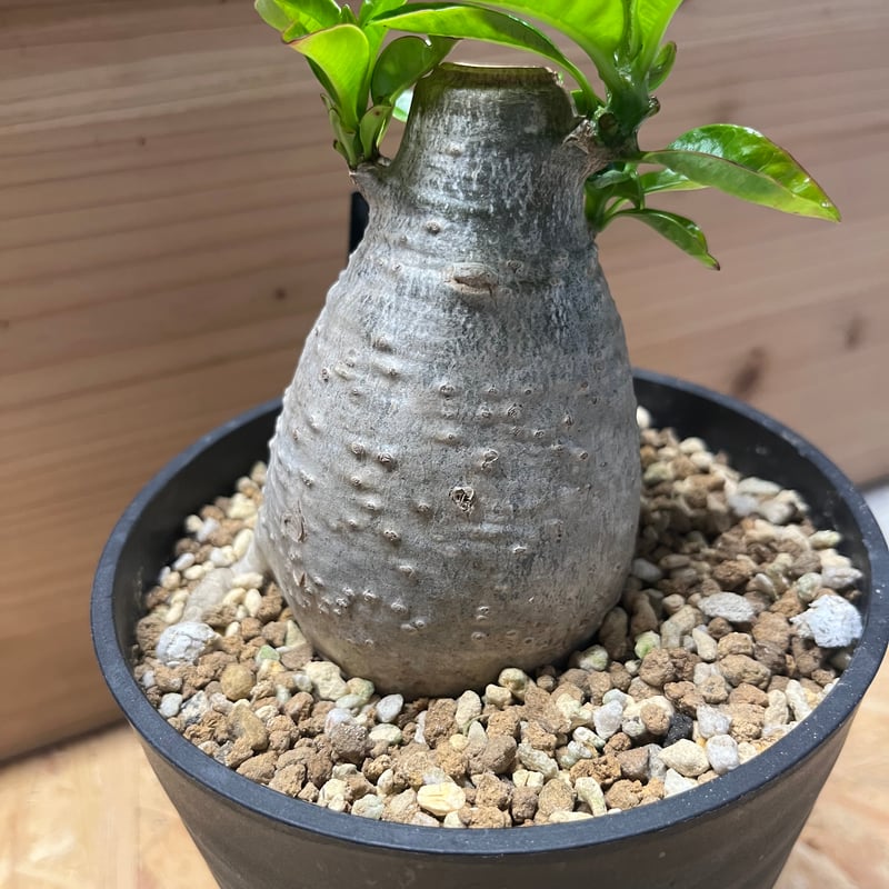 パキポディウム デカリー | GREEN LUCK