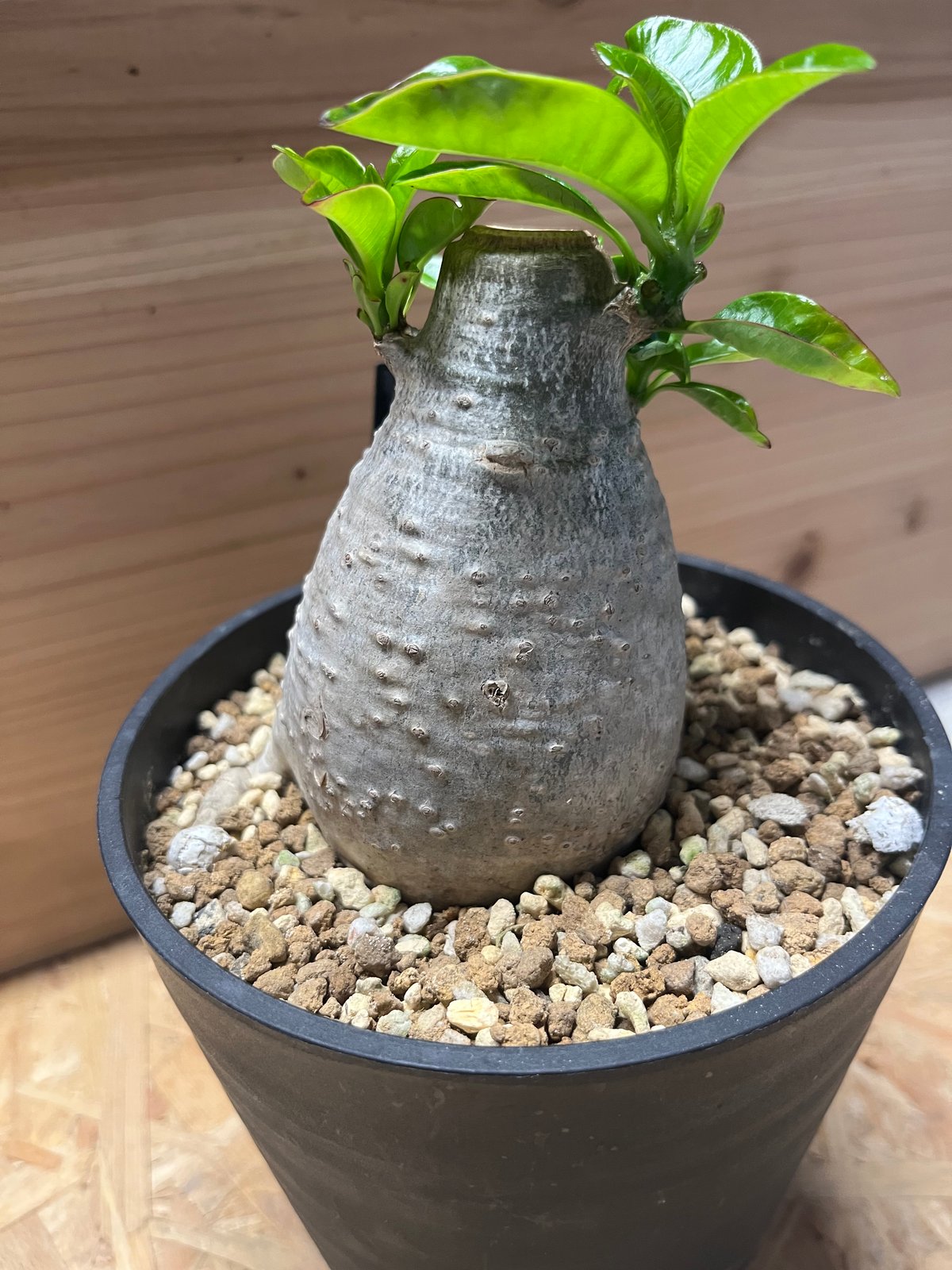 パキポディウム　デカリー 塊根植物 多肉 パキポディウム・デカリー no.2/盆栽、多肉植物、塊根植物、観葉