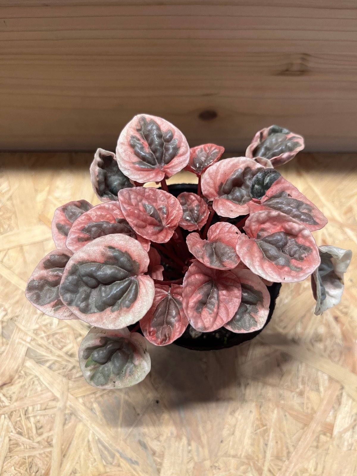 ペペロミア ストロベリークォーツ | GREEN LUCK